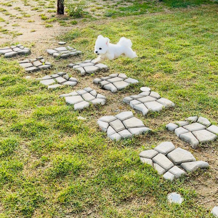 고성 독채 애견펜션 <보니블루펜션> 내돈내산 2박3일