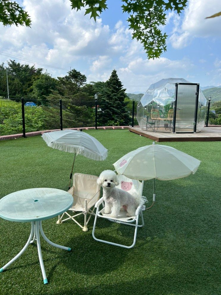 만족하는 가평 애견펜션 객실 추천 호수|  멍밸리 애견풀빌라