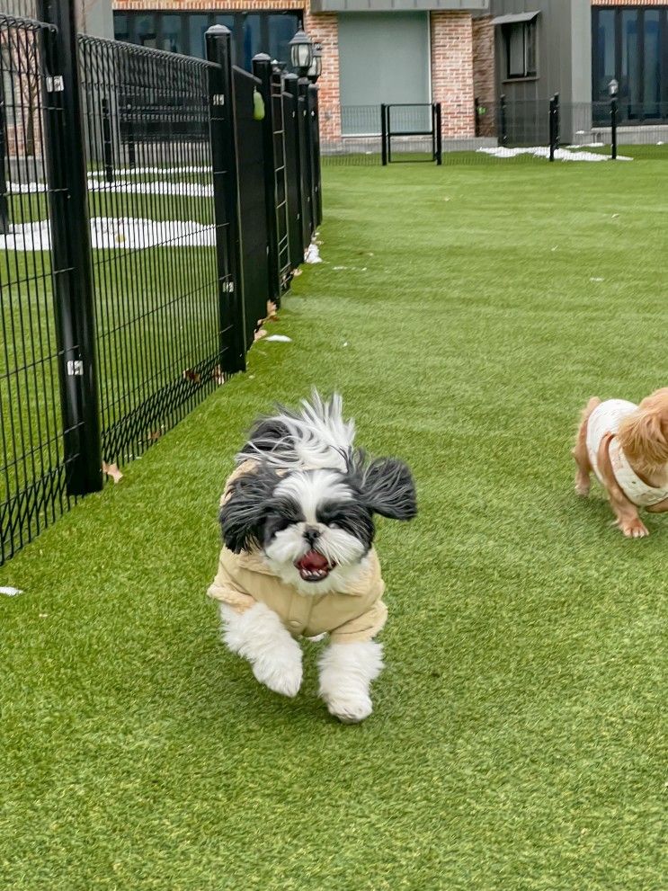 가평 독채 애견 풀빌라 멍밸리_복돌이와달래 나들이