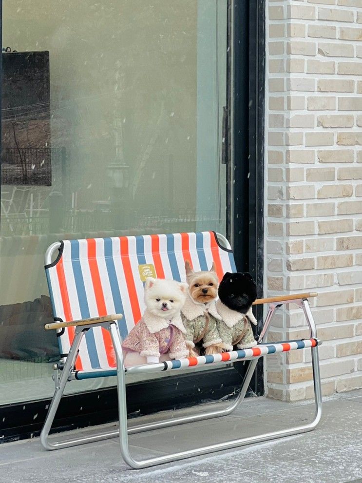 가평애견펜션 멍밸리 21년 마지막 강아지 동반여행