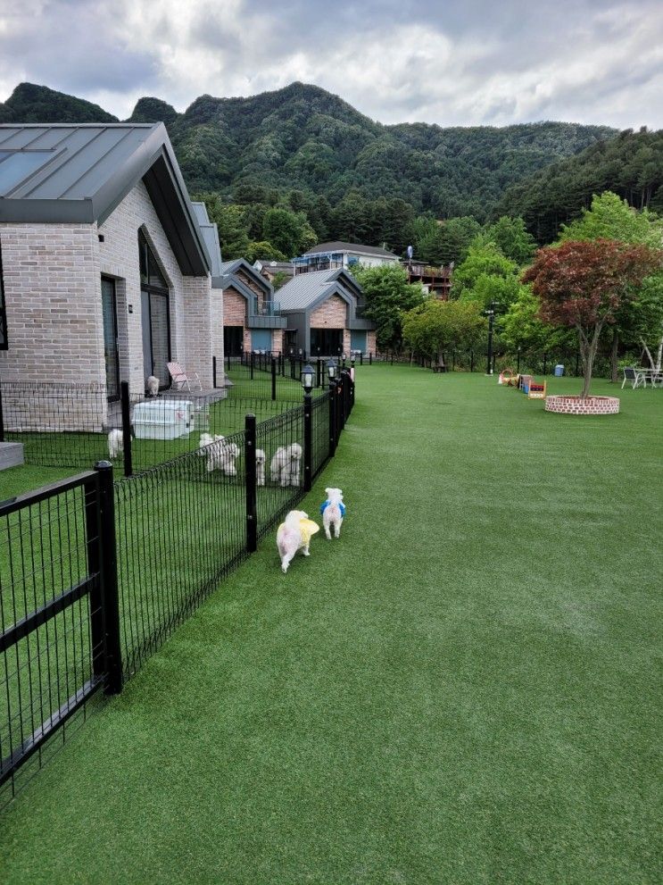 가평애견풀빌라 / 멍밸리 애견펜션 / 재방문