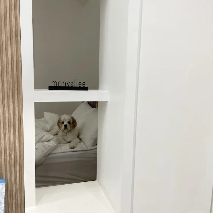 가평 애견동반펜션/풀빌라 멍밸리 다녀온 후기