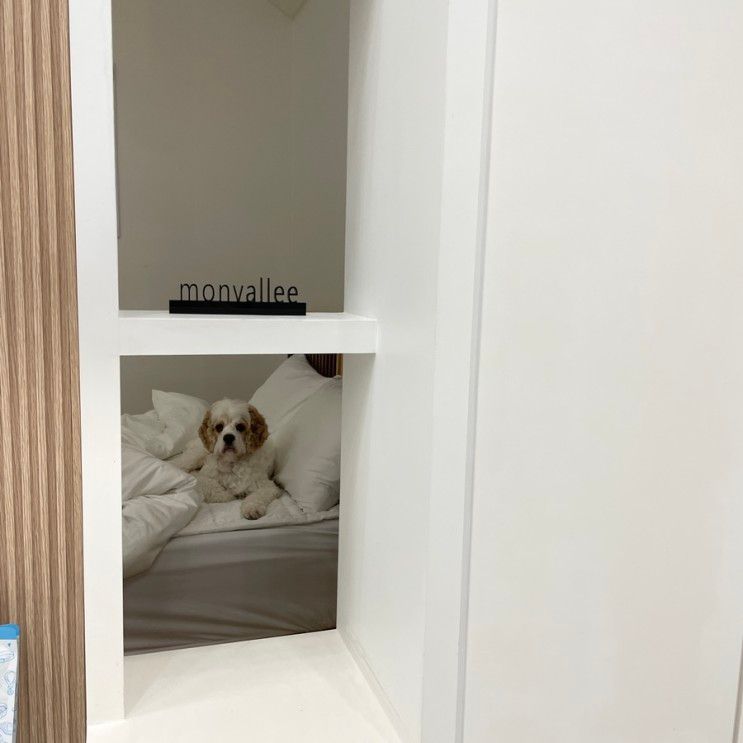 가평 애견동반펜션/풀빌라 멍밸리 다녀온 후기