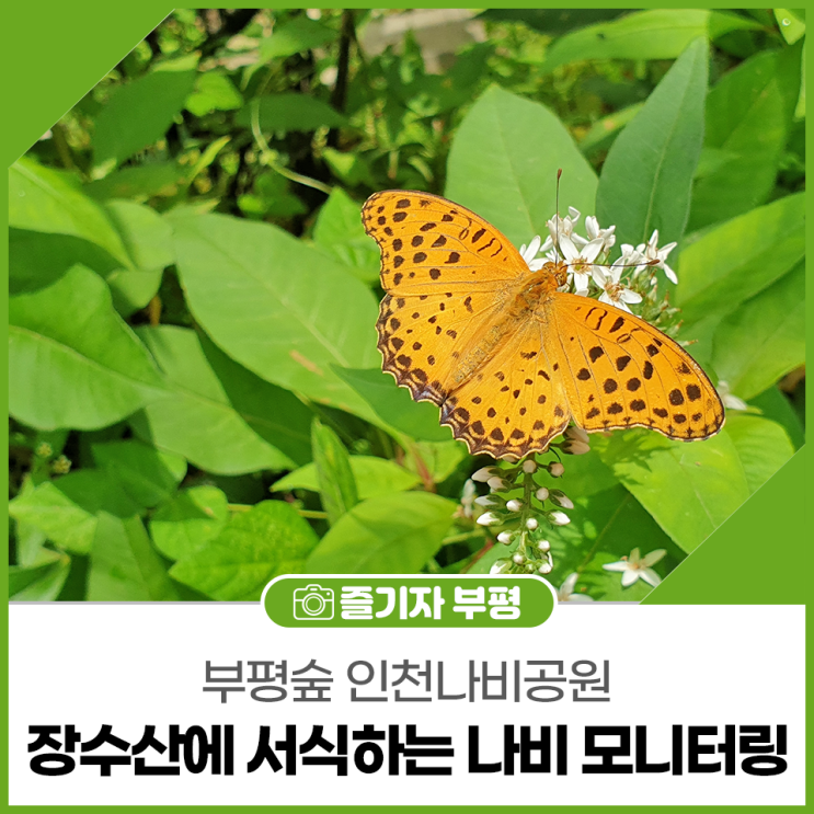 부평숲 인천나비공원, 장수산에 서식하는 나비 모니터링