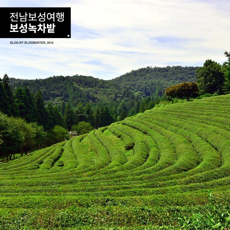 전남 보성 여행 / 보성녹차리조트, 보성녹차밭 대한다원