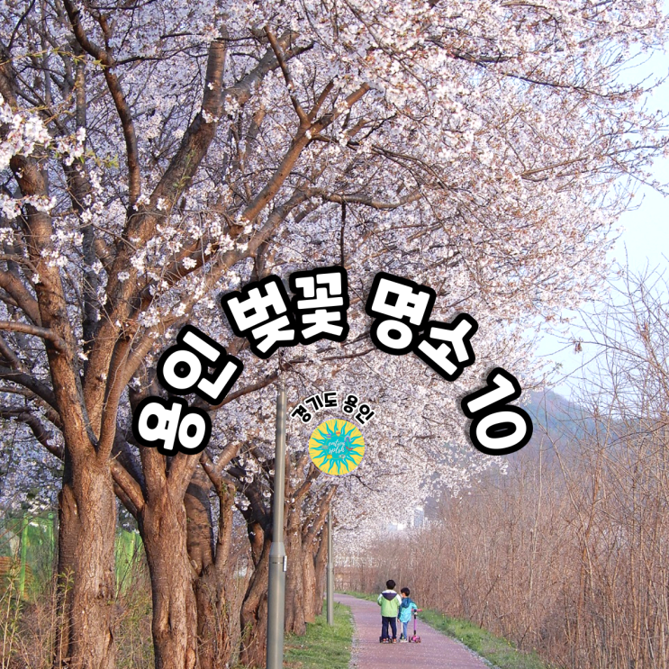 경기도 용인 벚꽃 &겹벚꽃 명소/드라이브 BEST 10