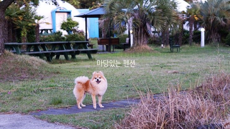 서귀포 애견동반 펜션 마당있는 가성비 최고 건축학개론