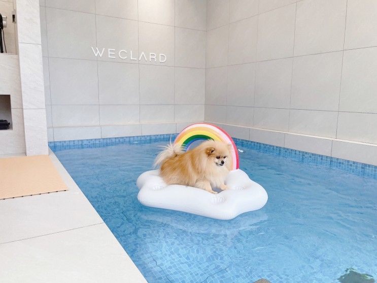 경주 애견동반펜션 위클라드... 프리미엄 애견풀빌라 독채...