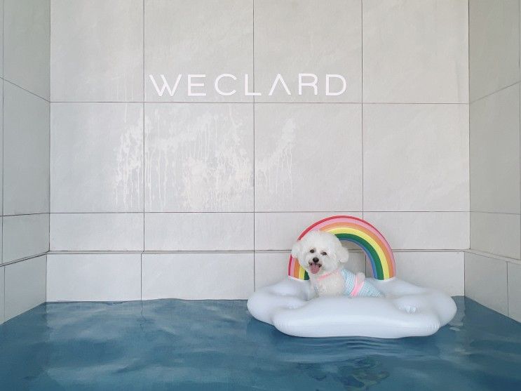 경주 애견동반펜션, 독채 강아지 수영장 있는 위클라드 풀빌라