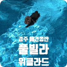 경주애견동반펜션 위클라드 애견풀빌라 3동 후기