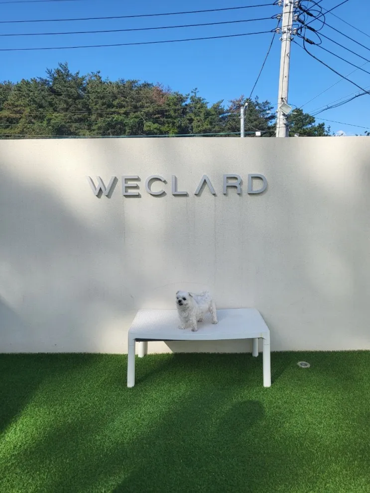 경주 위클라드 애견 풀빌라 (내돈내산)