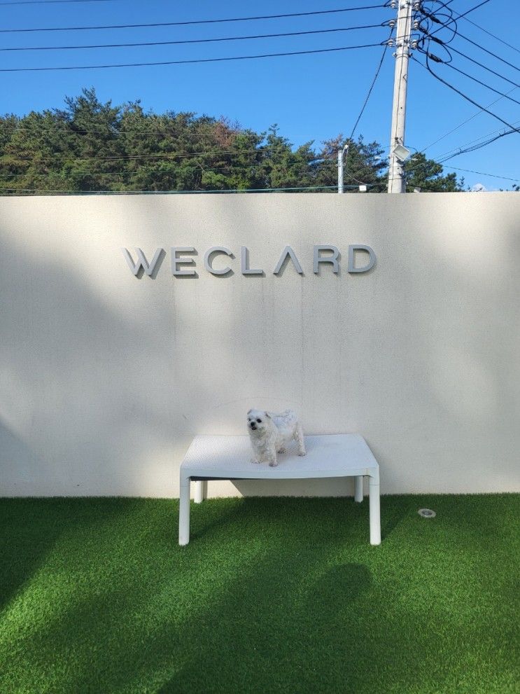경주 위클라드 애견 풀빌라 (내돈내산)