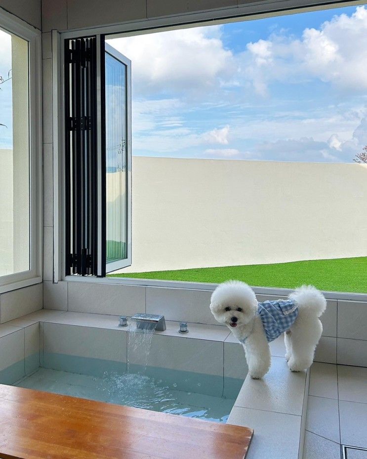 경주 위클라드 애견 풀빌라/마요와의 두번째 경주여행