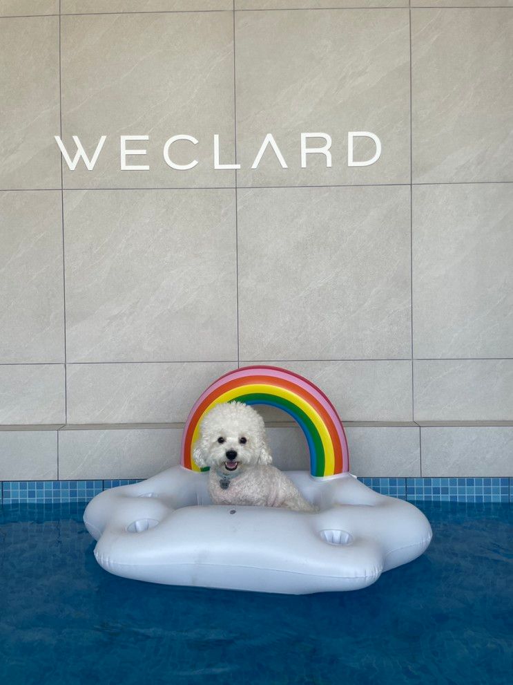 경주애견동반펜션 위클라드 풀빌라 다녀왔어요 자쿠지...