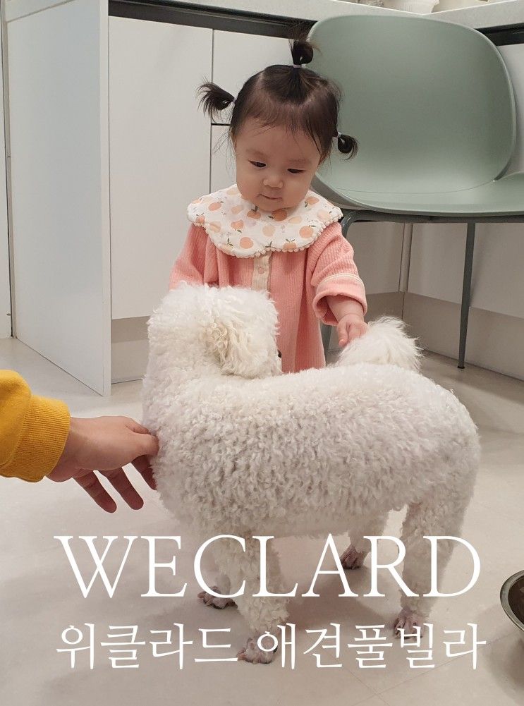 경주 애견펜션 위클라드 풀빌라 솔직후기 ★