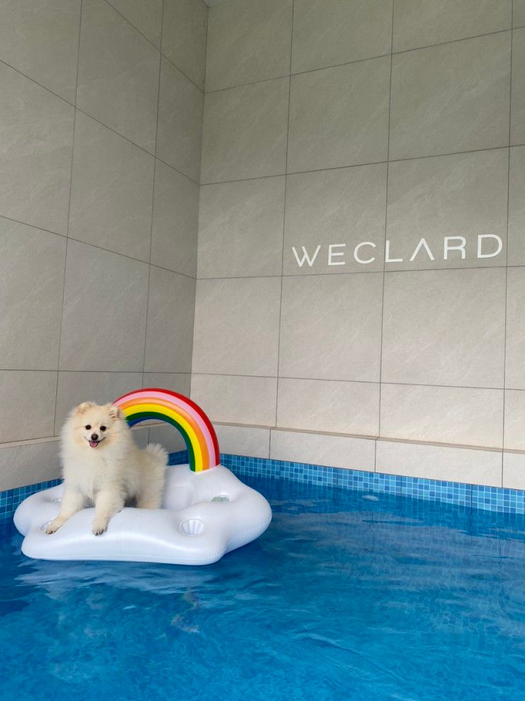 [경주숙소] 넓은 수영장과 마당이 있는 애견 풀빌라 위클라드