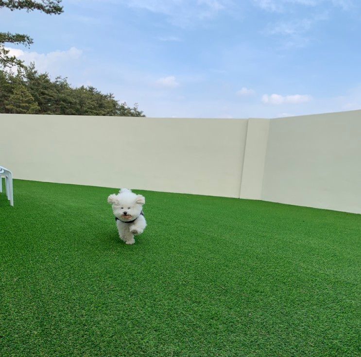 경주 애견동반펜션 독채 자쿠지 위클라드 풀빌라