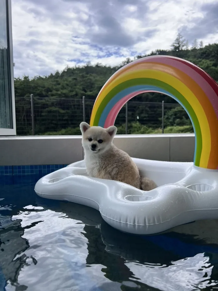 경주 애견동반숙소 위클라드 애견 풀빌라