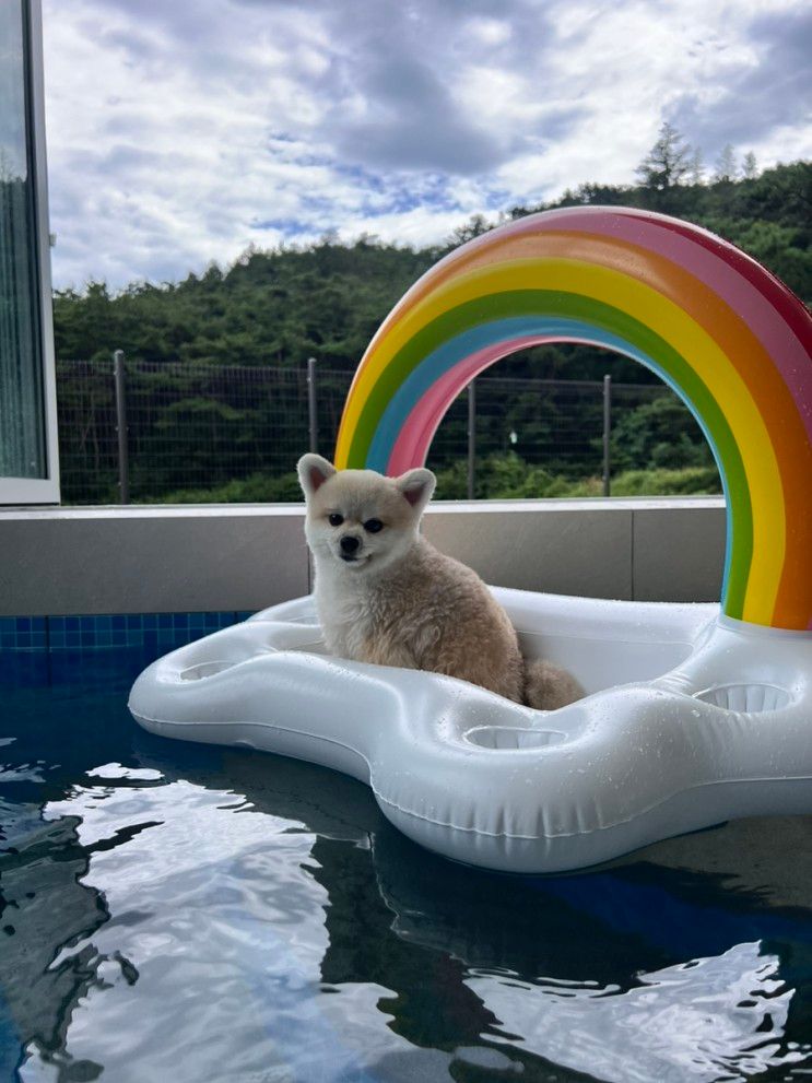 경주 애견동반숙소 위클라드 애견 풀빌라