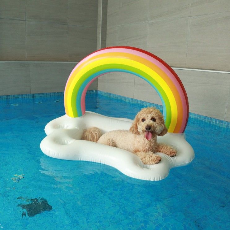 경주 애견동반 풀빌라 위클라드 독채 펜션 내돈내산 후기...