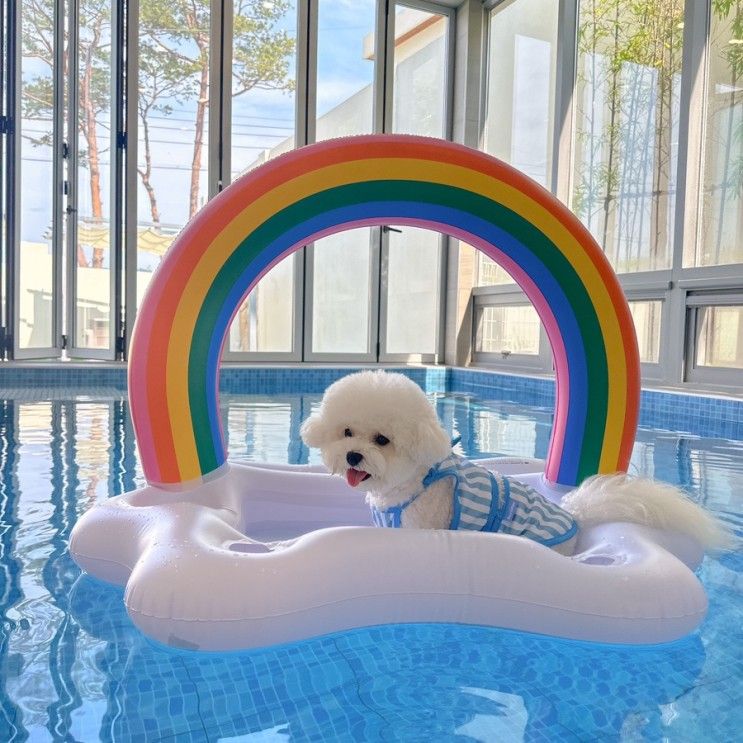 경주 애견동반 펜션 , 위클라드 풀빌라 1동에서 놀다왔어요!