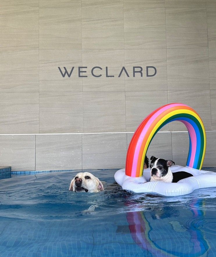 [ 위클라드 ] 경주 대형견... 미온수 실내 수영장 독채 애견풀빌라