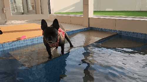 경주 애견펜션 : 커플이 가기 좋은 온수 독채풀빌라 <위클라드>