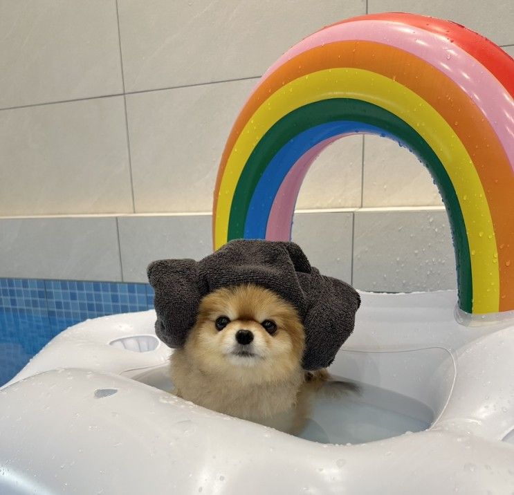 [경주애견동반펜션] 위클라드 애견 풀빌라 애견펜션