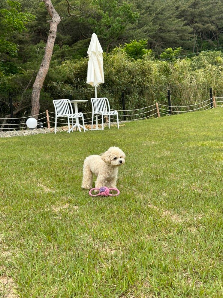[강아지 동반 여행] 경주 위클라드 애견 풀빌라/ 카페 마르쉐...