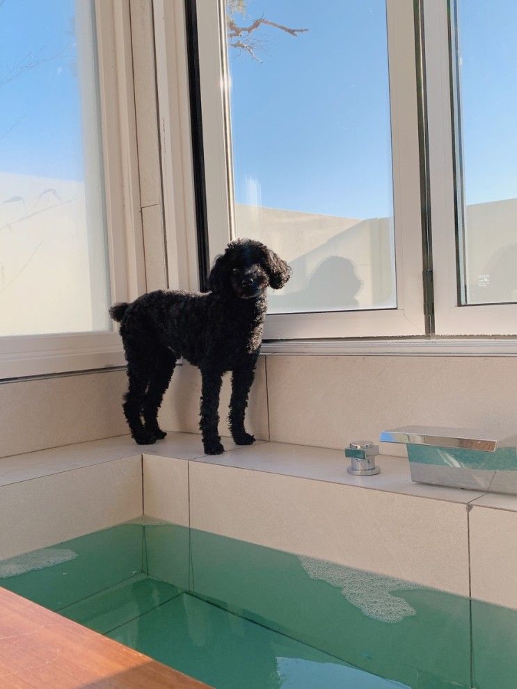 경주애견동반펜션 위클라드 1박 후기