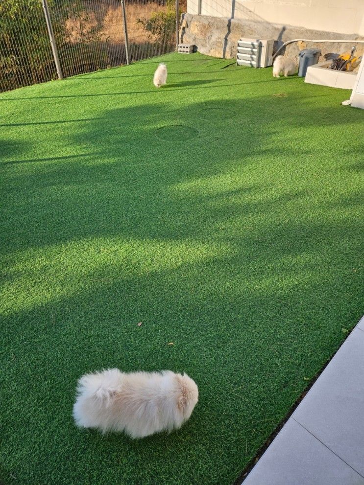 내돈내산 경주 풀빌라 애견 풀빌라 위클라드 포메라니안 가족여행