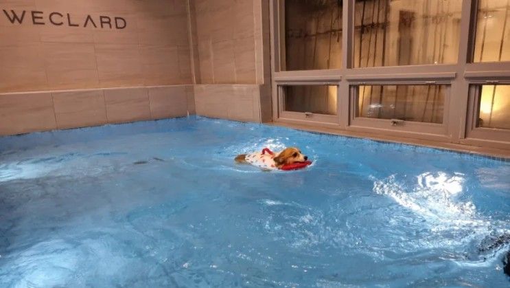 경주 애견 동반 펜션 프리미엄 강아지 풀빌라 수영장 있는...