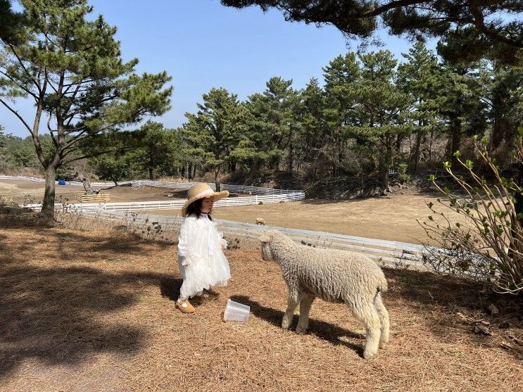 제주 양떼목장 : 제주 아기랑 아이랑 가볼 만한 곳 / 힐링 여행 코스 추천❤️