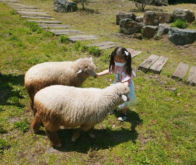 14일) 제주양떼목장/ 꿈낭밥집/ 체험형 편집샵 콜라비/ 파랑카페