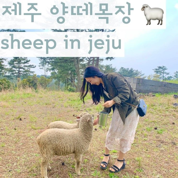 제주 양떼목장 sheep in jeju 🐑 귀엽고 무서운 양들 🤍