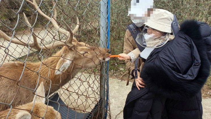 제주도 애월 가족여행 코스 제주양떼목장