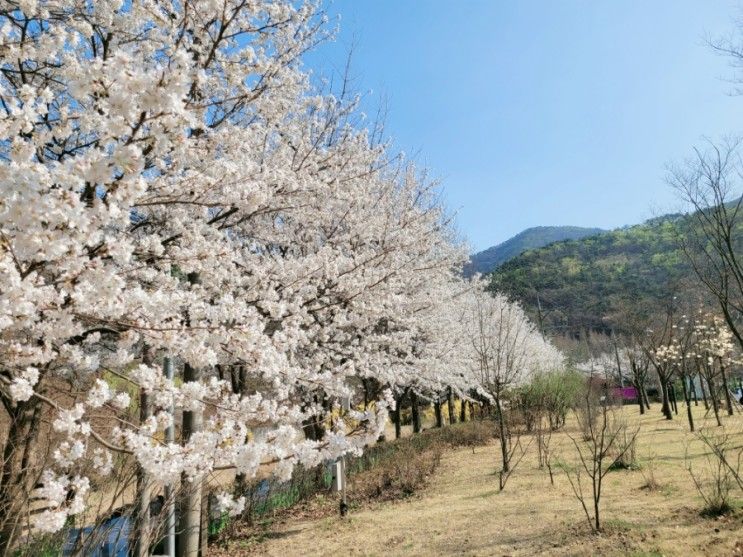 대전 캠핑장 꿈꾸는 농부 오토캠핑장에서 레이차박 벚꽃캠핑