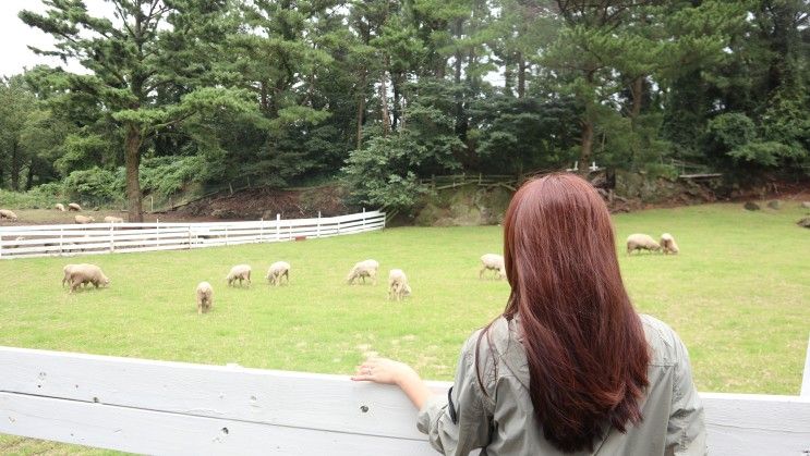 제주 서쪽 놀거리 애월 근처 가볼만한곳 추천 제주양떼목장🐑