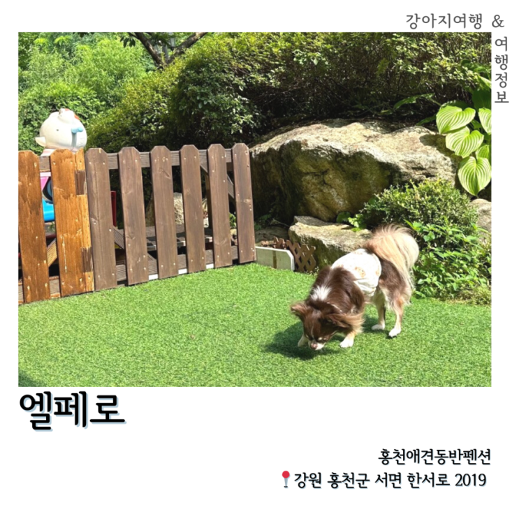 [애견동반펜션] 0728~0729 결혼기념일 1박2일 홍천엘페로펜션...