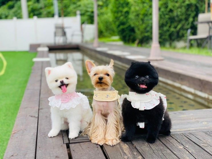 강원도 홍천 애견동반 여행 강아지랑 엘페로 독채 애견펜션 B1...