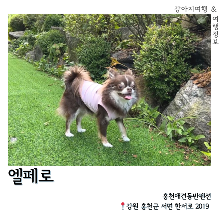 [애견동반펜션] 0728~0729 결혼기념일 1박2일 여행 홍천엘페로...