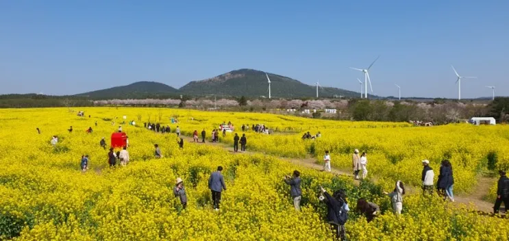 녹산로 유채꽃 축제-쇠소깍 -마린포트리조트