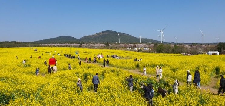 녹산로 유채꽃 축제-쇠소깍 -마린포트리조트