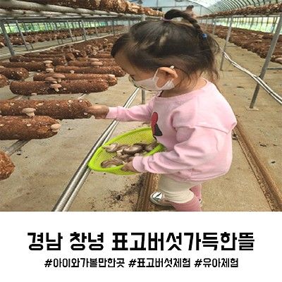 아이와 가볼만한곳 경남 창녕 표고버섯가득한뜰