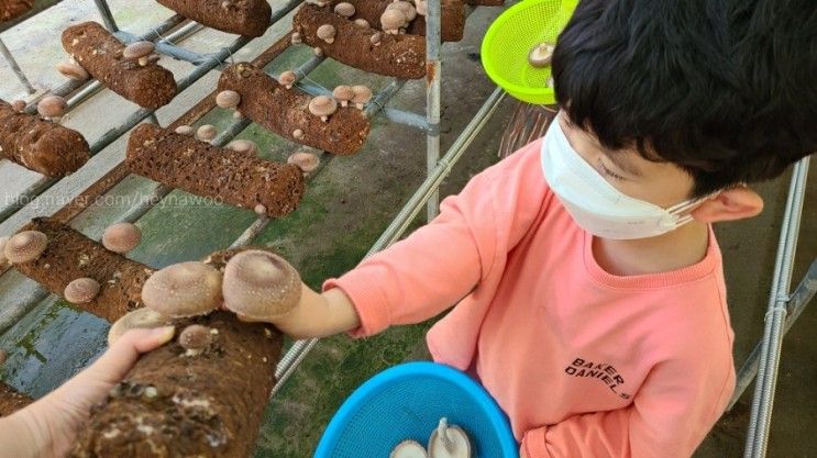 대구근교나들이::체험학습/ 아이들과 함께 버섯따기 피자만들기 항아리바베큐 표고버섯가득한뜰