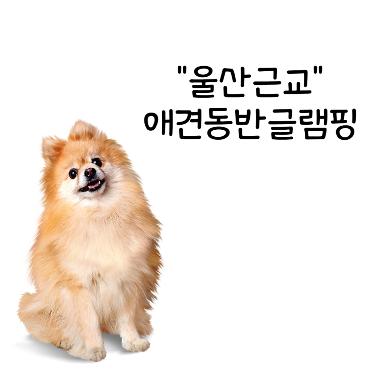 울산근교 애견동반 글램핑 청도신난다애견글램핑