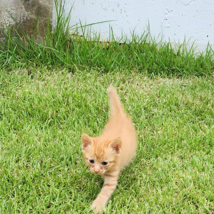 아기고양이 폭풍성장 (청도 어썸데이 커플풀빌라)