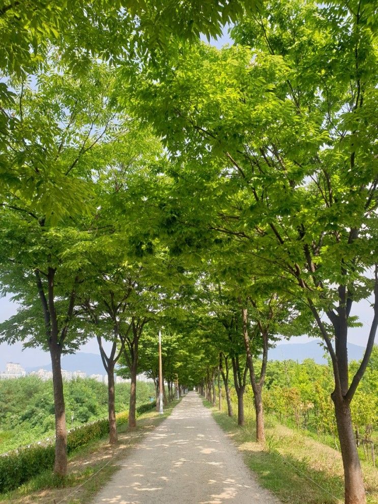 [도보] 하남둑방길 걷기. 미사뚝방꽃길, 나무고아원, 유아숲체험원