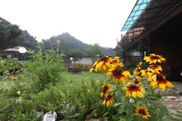 가평여행♥계곡앞 가평독채펜션 초록정원으로 가족여행...