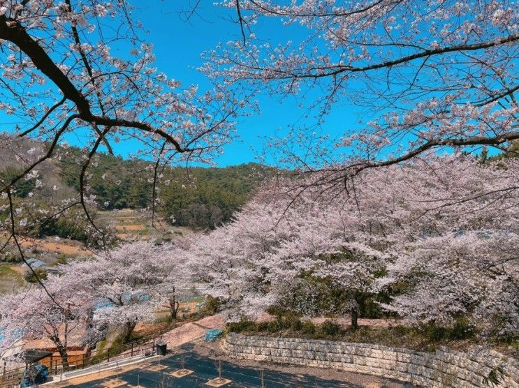 전북 고창 벚꽃 구경하고 아이랑 책마을해리 여행